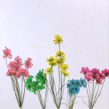 250pcs Presate Uscat mai Multe Ammi Majus de Flori Cu Tulpini de Plante Ierbar Pentru Ori Pietre Bijuterii Inele Pandantiv Floare Face