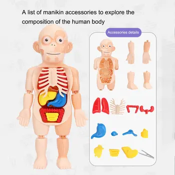 Diy Jucărie de Învățământ Kit Organe Medicina Instrumente de Predare 3D Montessori Puzzle Anatomia Corpului Uman Model