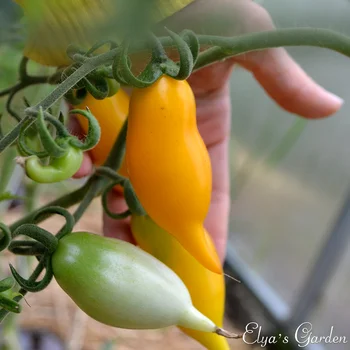 Seminte de tomate, rosii aur Canare pentru plantare. Proaspete de Recoltare, certificate de soi. Cele mai bune legume pentru tine!
